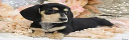 Miniature Dachshund dogs for sale: KC Miniature Dachshund Puppies - Advert 8