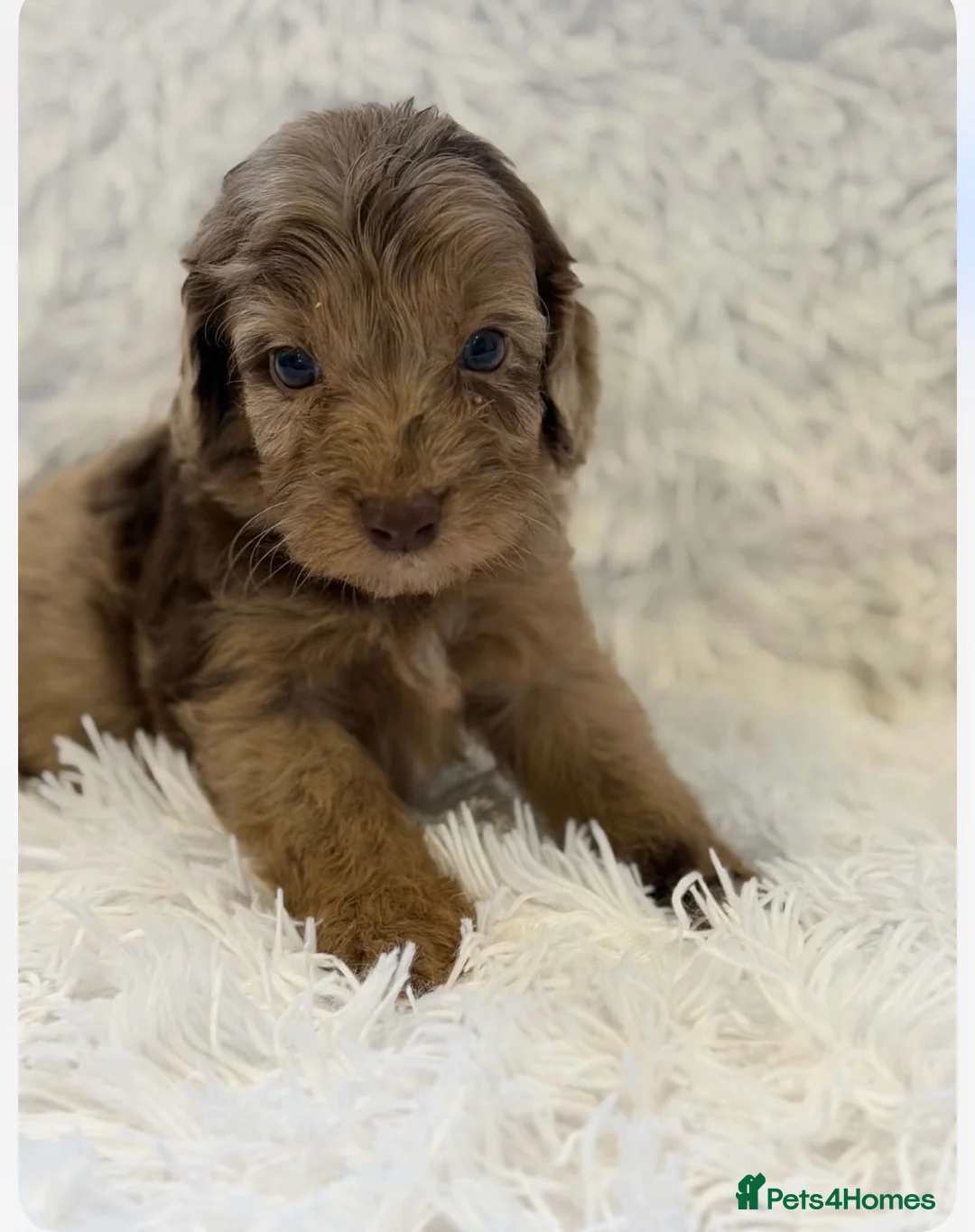 Cockapoo dogs for sale: Beautiful cockapoo puppies  - Advert 2