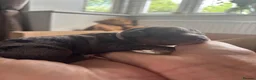 Cavapoo dogs for sale: 4 Beautiful Cavapoo puppies - Advert 9