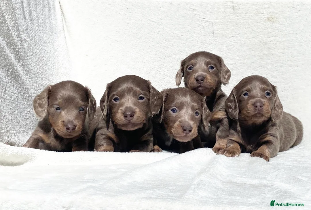 Miniature Dachshund dogs for sale: Quality kc mini long haired Isabella tan pups - Advert 1