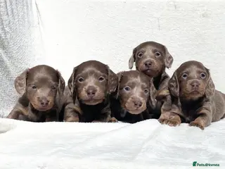 Miniature Dachshund dogs Quality kc mini long haired Isabella tan pups - Advert 5