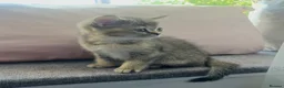 British Shorthair cats for sale: GOLDEN NY12 GRAND CHAMPION BLOODLINE  - Advert 9