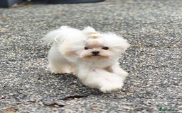 Maltese dogs for stud: Amazing Tiny Doll Face Korean Maltese STUD ONLY  - Image 6