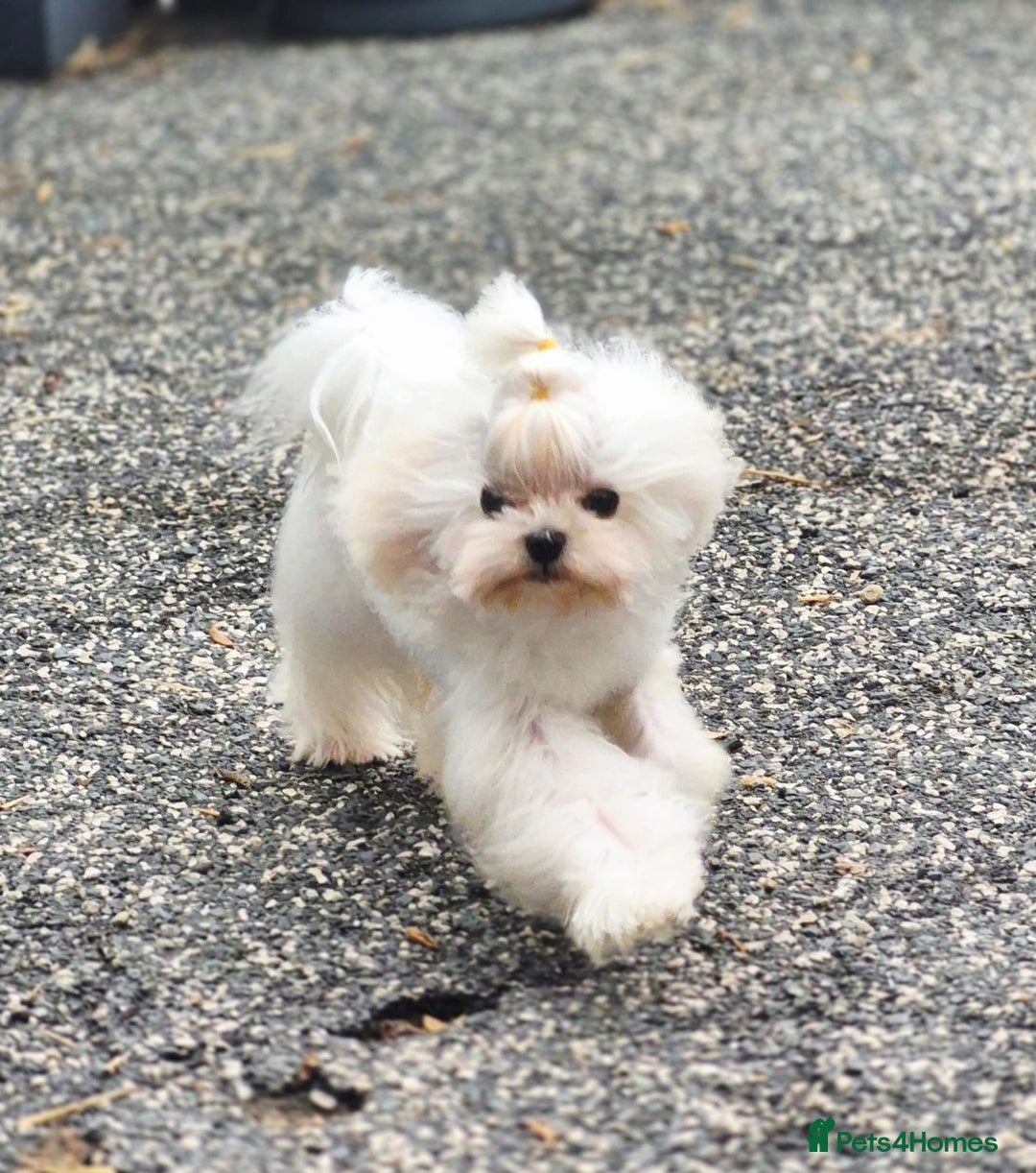 Maltese dogs for stud: Amazing Tiny Doll Face Korean Maltese STUD ONLY  - Image 6