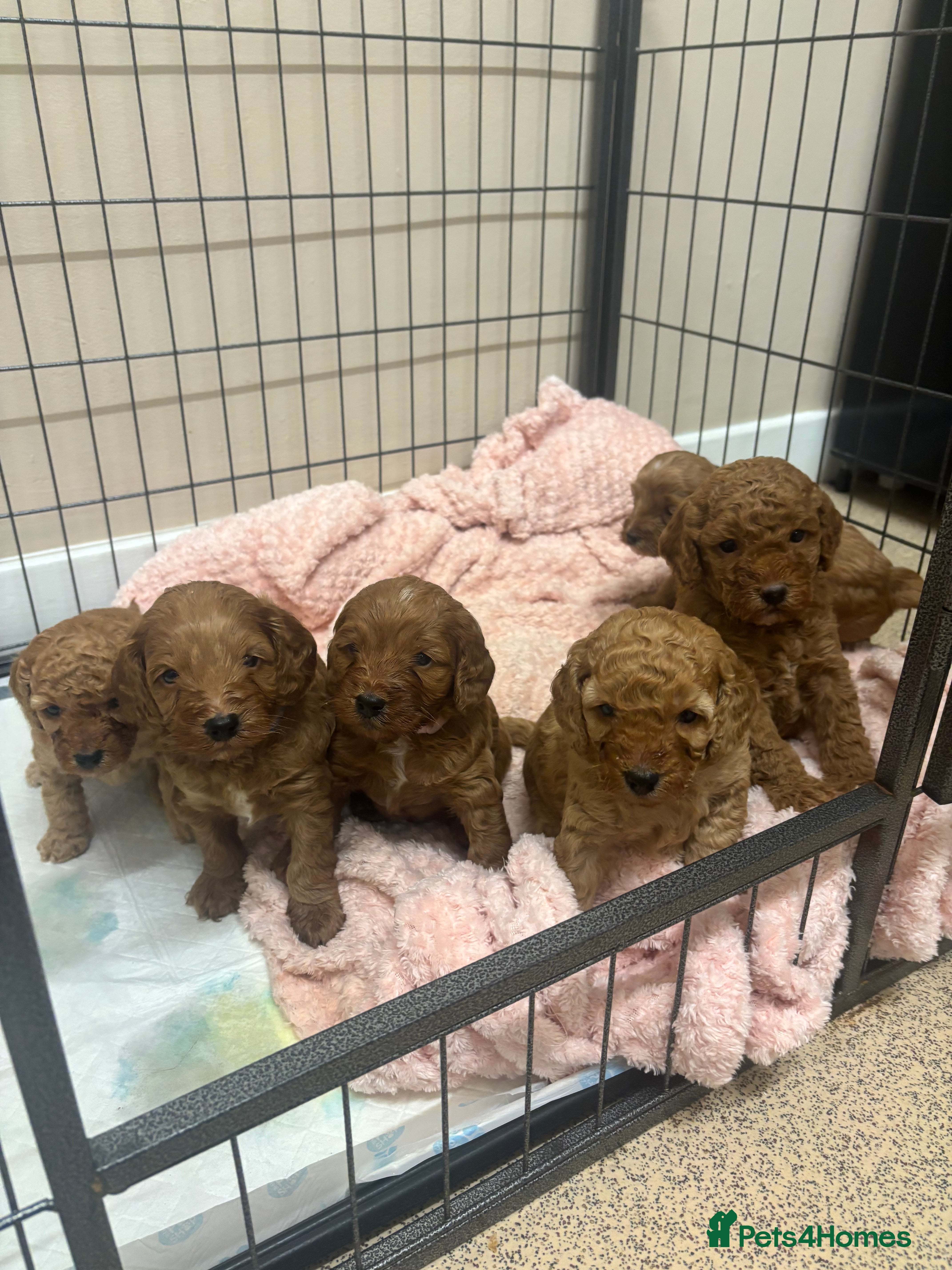 Cockapoo dogs  One Girl 🩷 Red stunning F1b Cockapoo pups  😍 - Advert 11