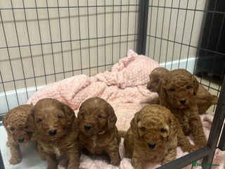 Cockapoo dogs One Girl 🩷 Red stunning F1b Cockapoo pups 😍 - Advert 3