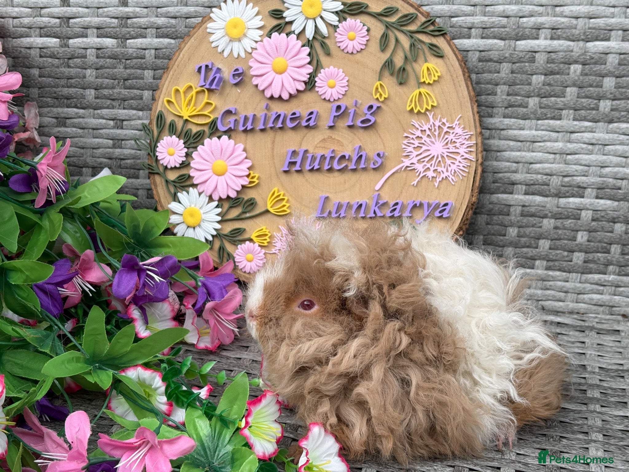 Guinea Pig rodents for sale: Purebred Lunkarya - Advert 21