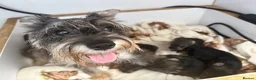 Mixed Breed dogs for sale: Wowauzer puppies for sale - Advert 2