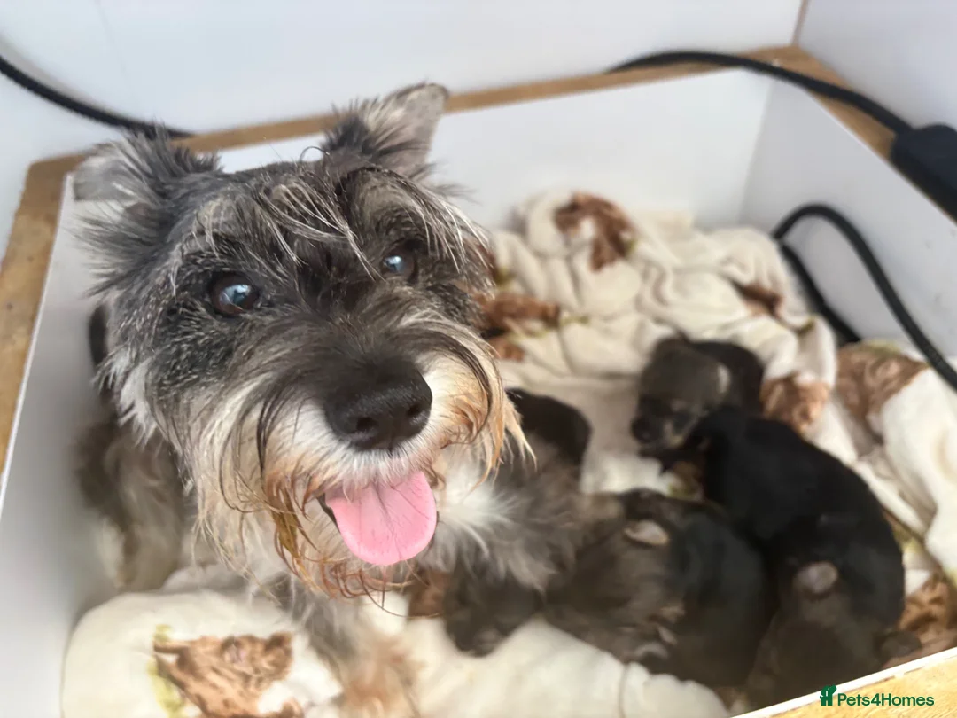 Mixed Breed dogs for sale: Wowauzer puppies for sale - Advert 2