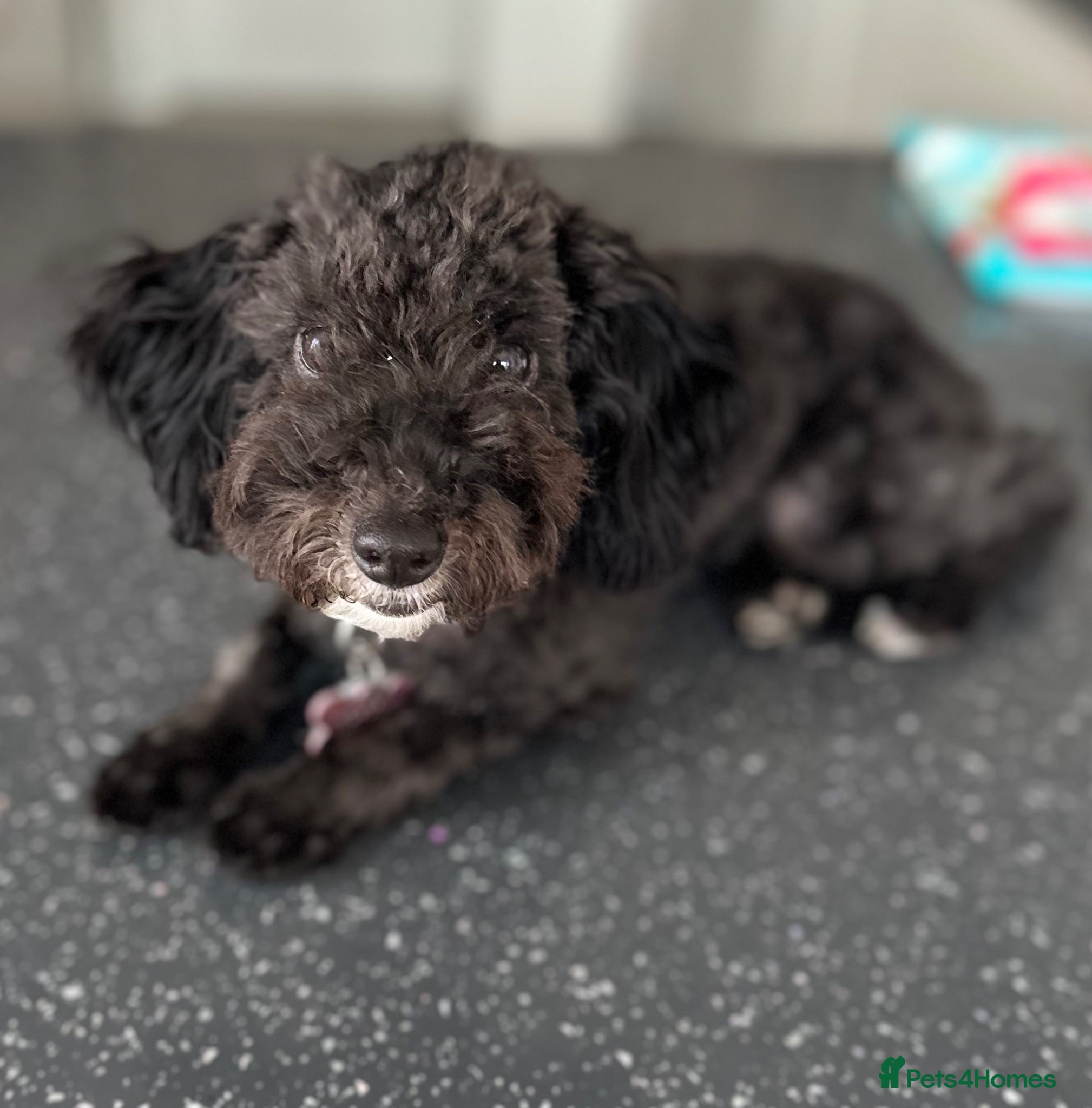 Toy Poodle dogs Little toy poodle  - Advert 3