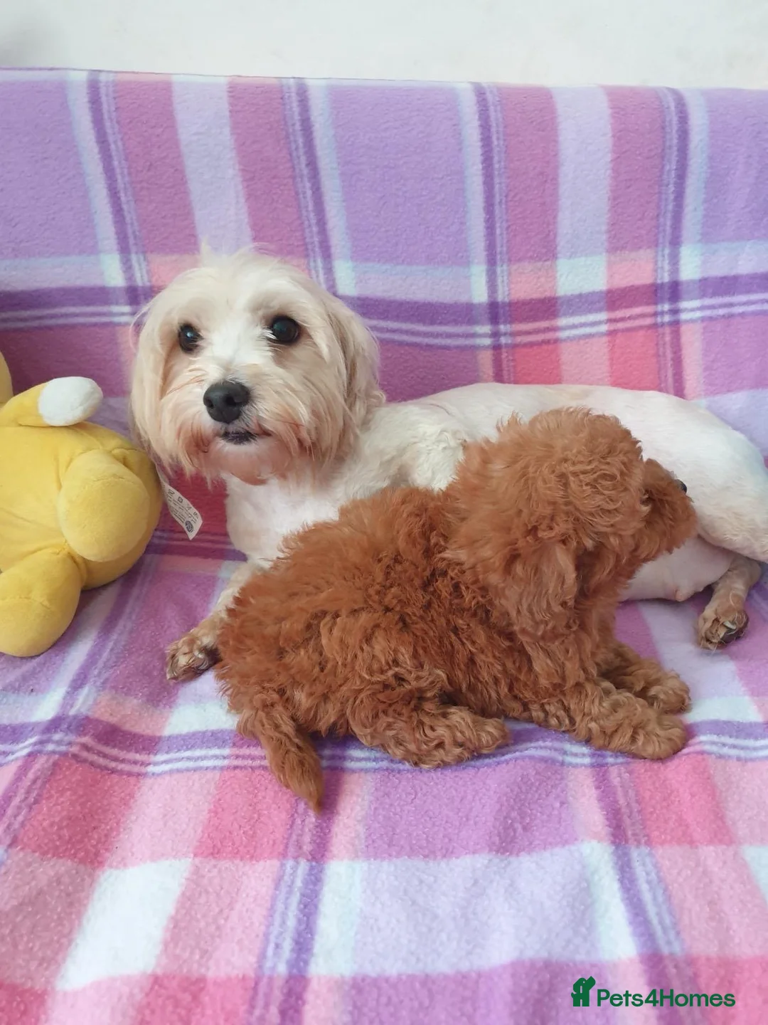 Maltipoo dogs for sale: STUNNING MALTIPOO GIRL READY NOW! - Advert 5