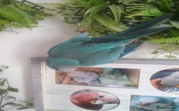Parakeets birds for sale: Cute Quaker parrots hand reared male and female - Image 17