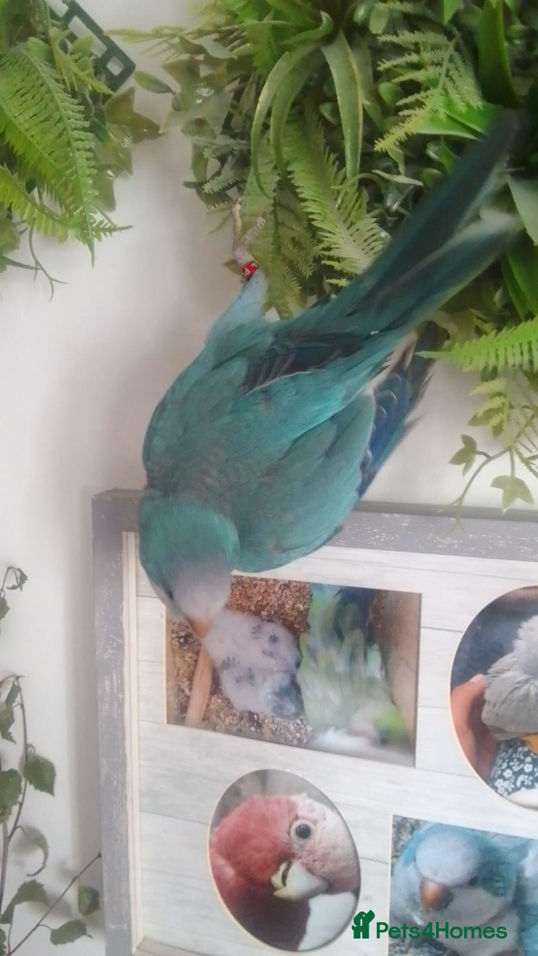 Parakeets birds for sale: Cute Quaker parrots hand reared male and female - Image 17