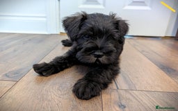 Miniature Schnauzer dogs for sale: Quality Mini Schnauzers - Image 9