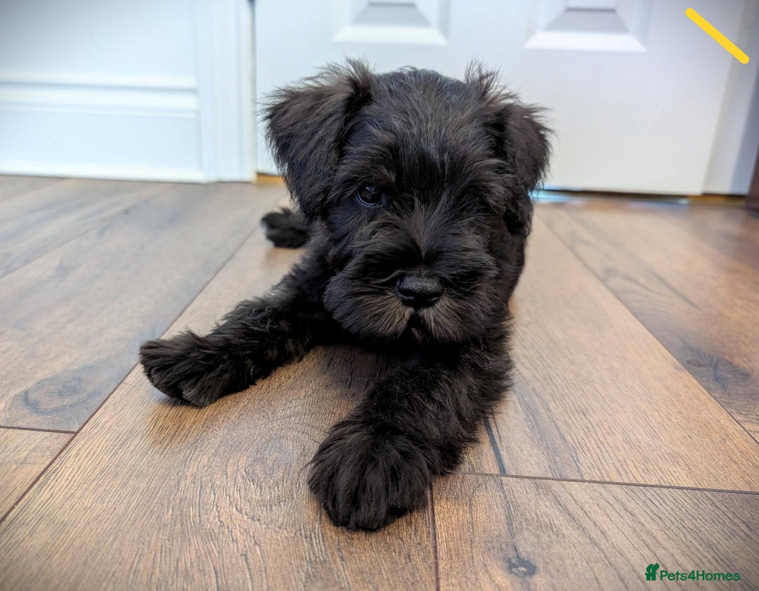 Miniature Schnauzer dogs for sale: Quality Mini Schnauzers - Image 9