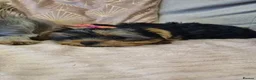 Yorkshire Terrier dogs for sale: Yorkshire Terrier puppies For New Forever Home - Advert 1