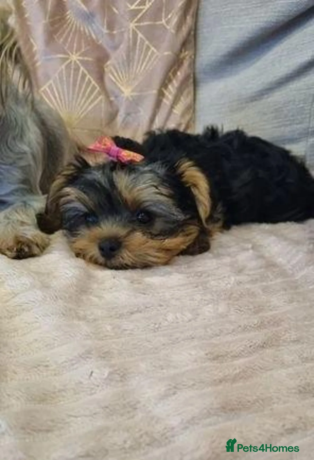 Yorkshire Terrier dogs for sale: Yorkshire Terrier puppies For New Forever Home - Advert 1