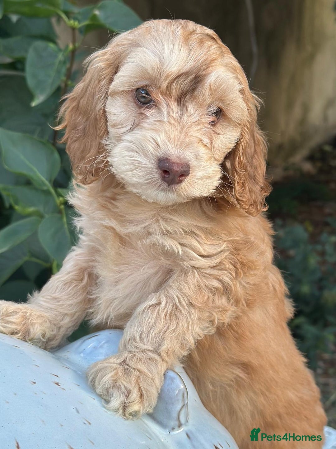 Cockapoo dogs for sale: Fabulously bred cockapoos  - Image 9