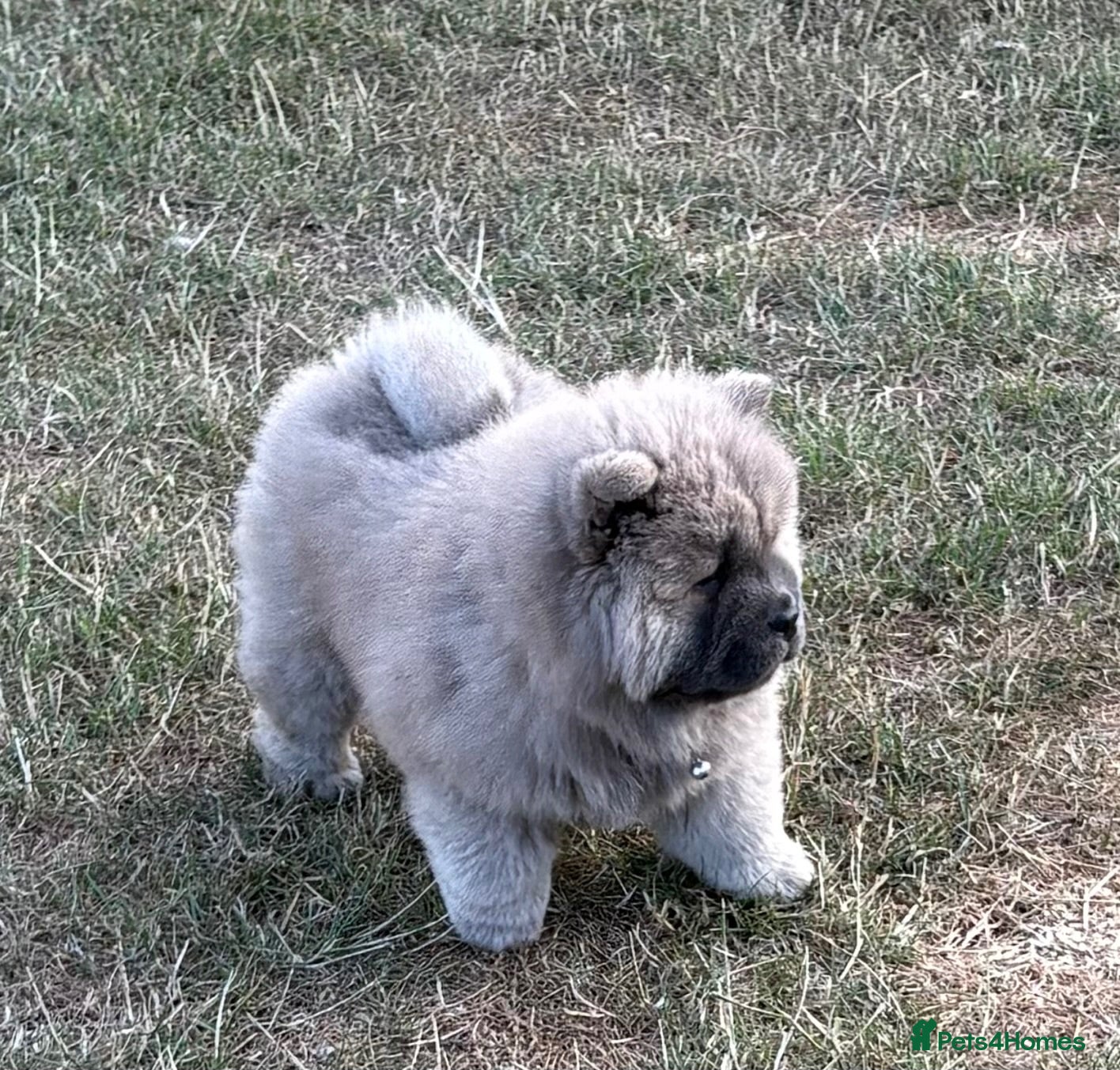 Chow Chow dogs 🧸🐾 Chow Chow puppies ready now🐾🧸 - Advert 2