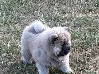 Chow Chow dogs 🧸🐾last Chow Chow puppy ready now🐾🧸 - Advert 6