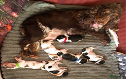 Cocker Spaniel dogs for sale: English Cocker Spaniel puppy KC REG  - Image 8