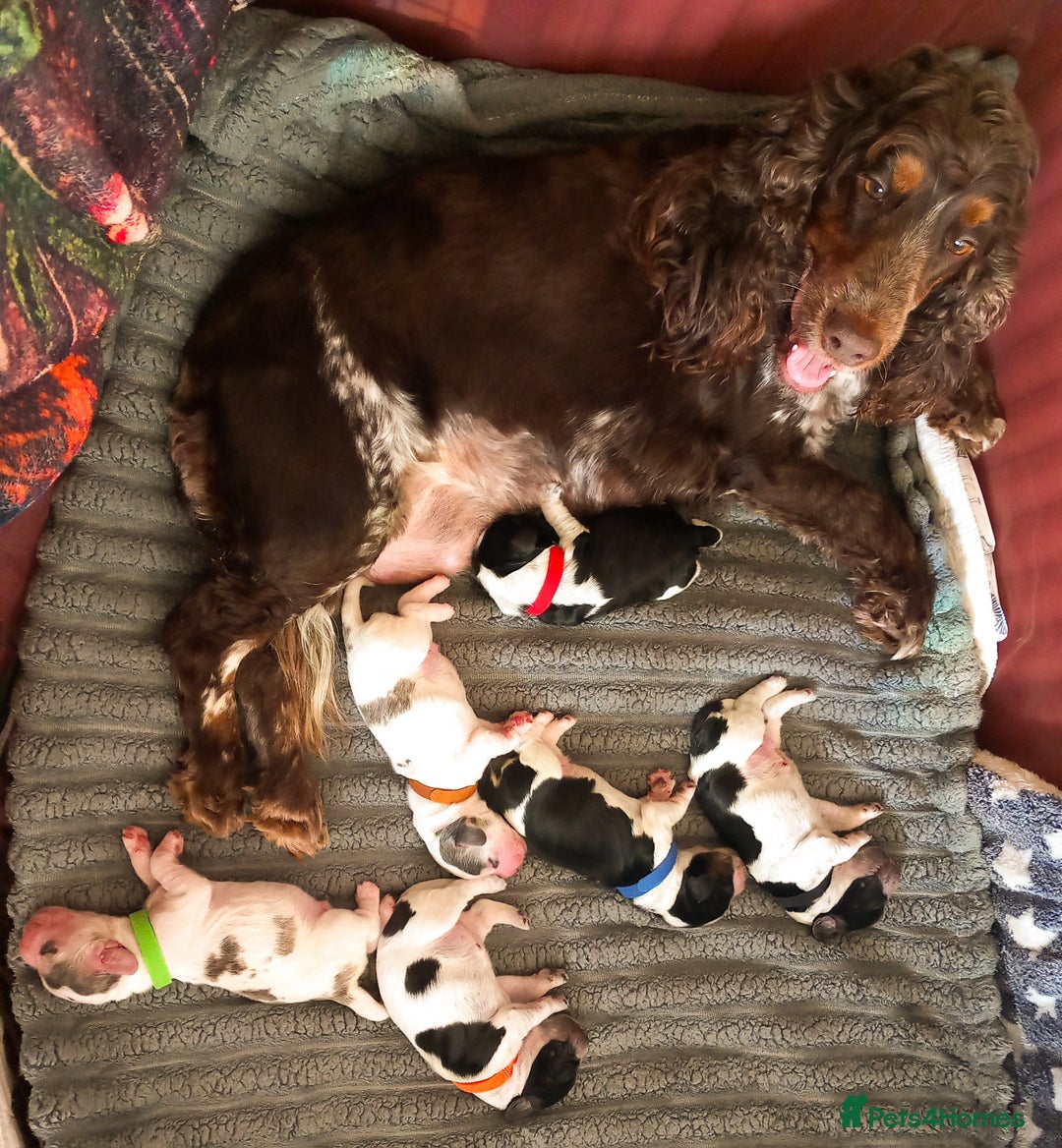 Cocker Spaniel dogs for sale: English Cocker Spaniel puppy KC REG  - Image 8
