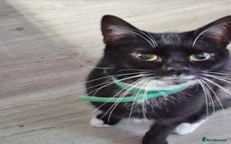 Mixed Breed cats for sale: 4 beautiful moggie girls  - Image 10