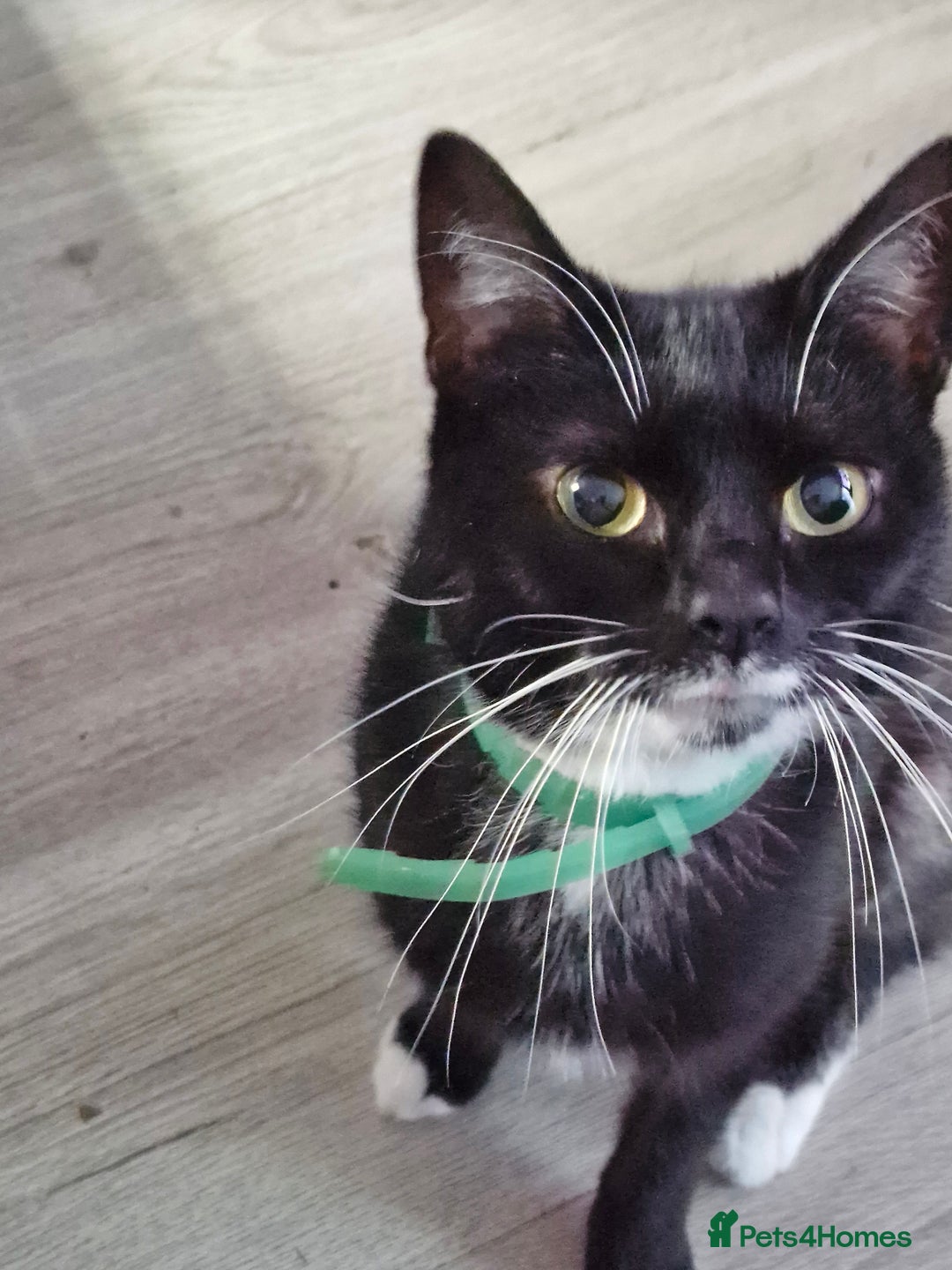 Mixed Breed cats for sale: 4 beautiful moggie girls  - Image 10