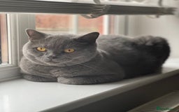 British Shorthair cats for sale: British Shorthair & DSH - Bonded House Cats - Image 2