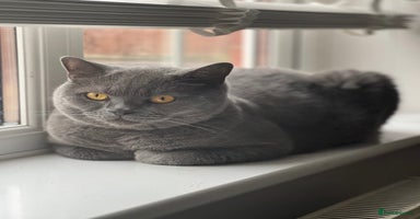 British Shorthair cats - Advert 1