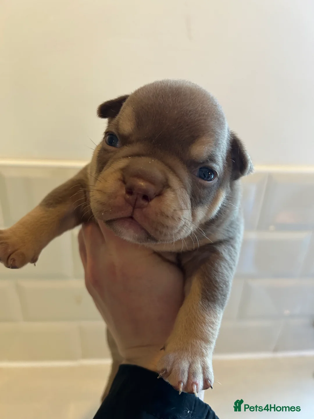 American Bully dogs for sale: New vids litter available in 5 weeks read ad  - Advert 12