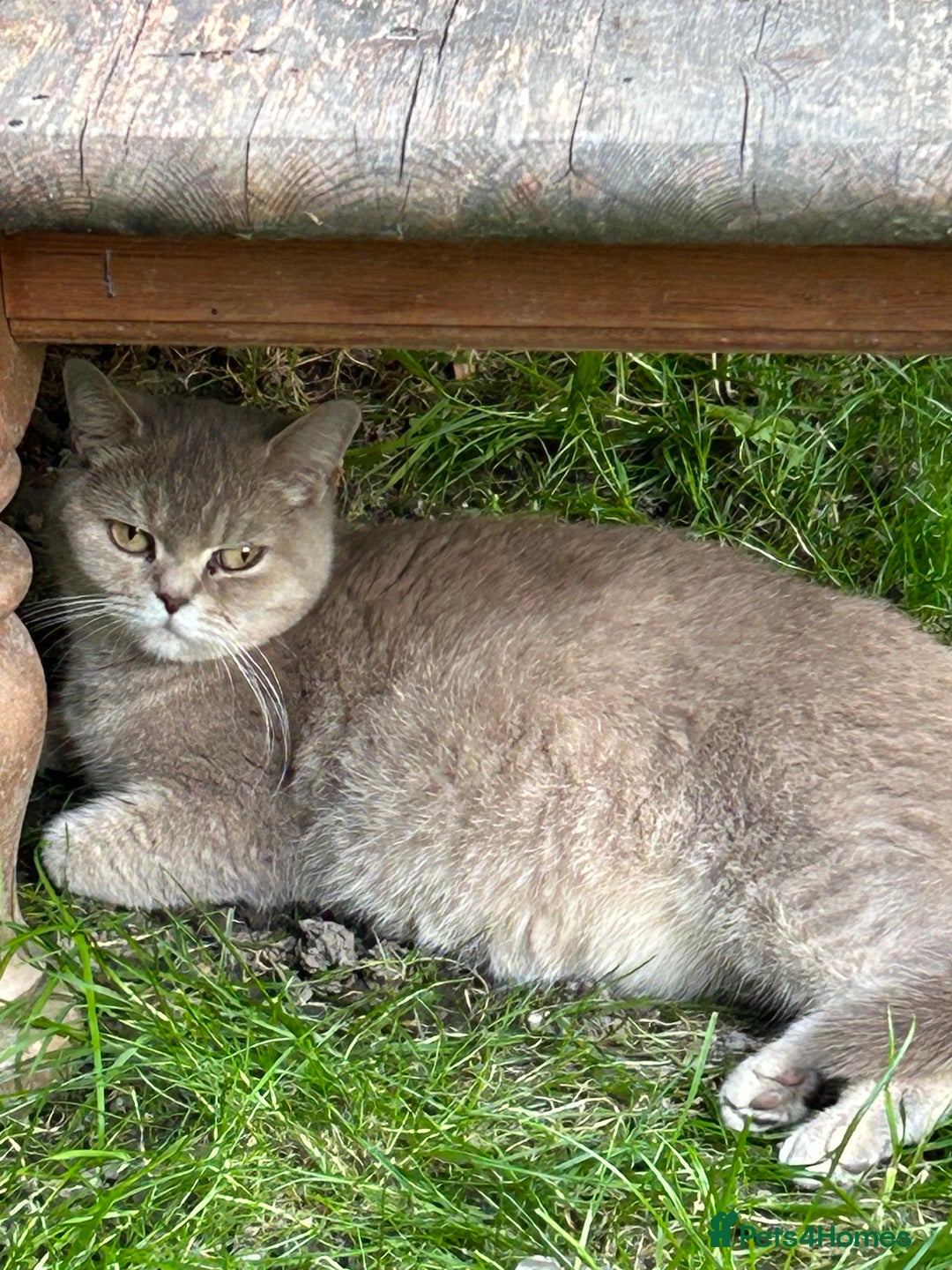 British Shorthair cats for sale: British Shorthair x Kittens  - Image 6