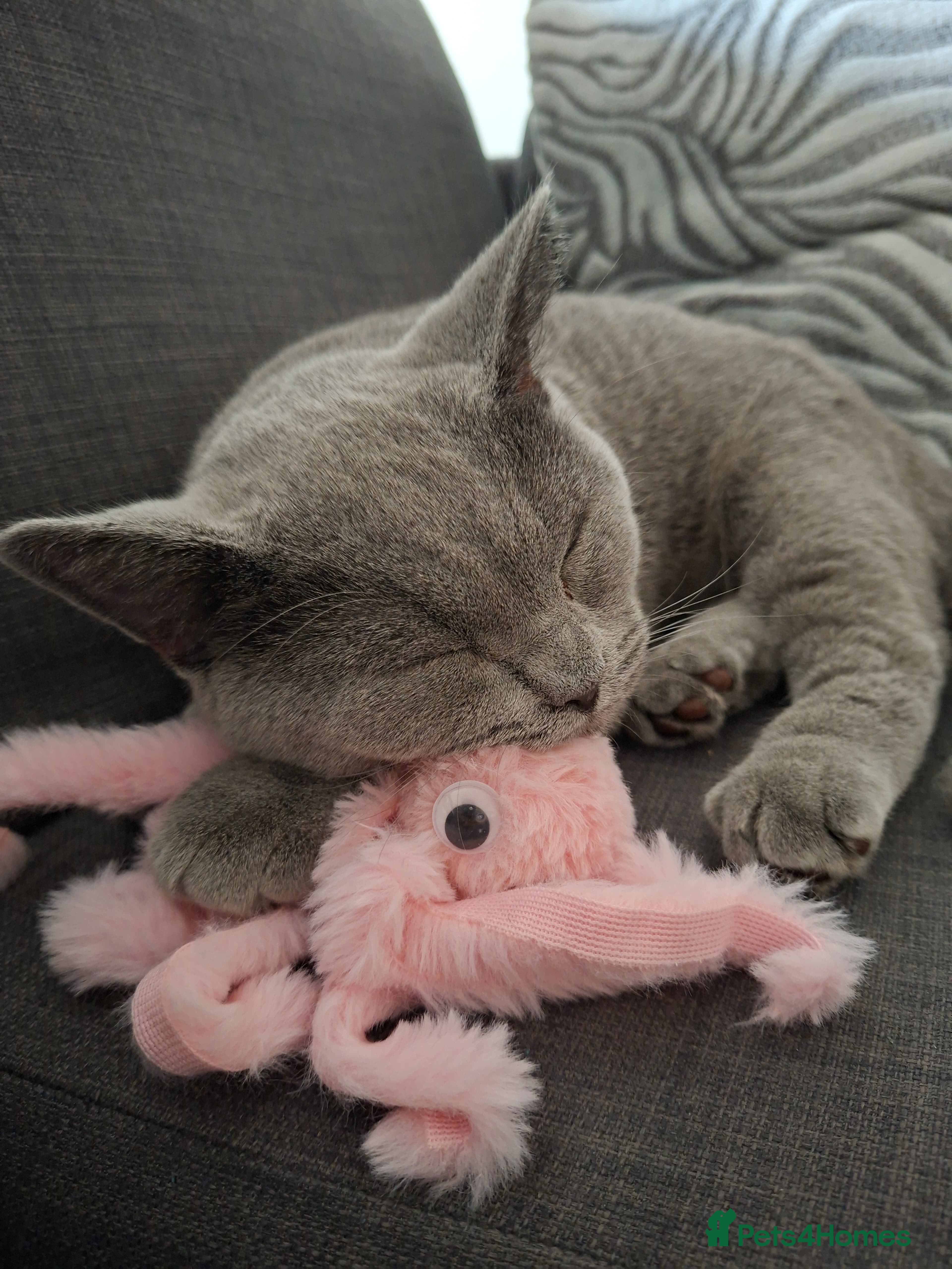 British Shorthair cats British shorthair blue  - Advert 1