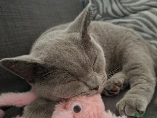 British Shorthair cats British shorthair blue - Advert 18