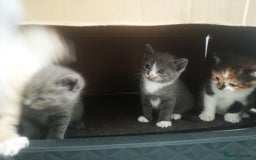 Russian Blue cats for sale: Russian Blue & British Short Hair kittens - grey - Image 10