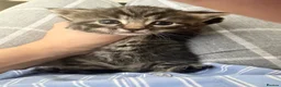 Mixed Breed cats for sale: Very beautiful marbled and striped cats - Advert 8