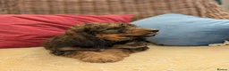 Cockapoo dogs for sale: F1 Standard Cocker Poodle Puppies  - Advert 28