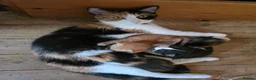 Mixed Breed cats for sale: Gorgeous kittens, 1 female ginger kitten - Advert 8