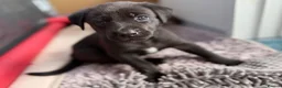 Mixed Breed dogs for sale: Gorgeous Siberian Shepsky x Weimaraner Puppies  - Advert 9