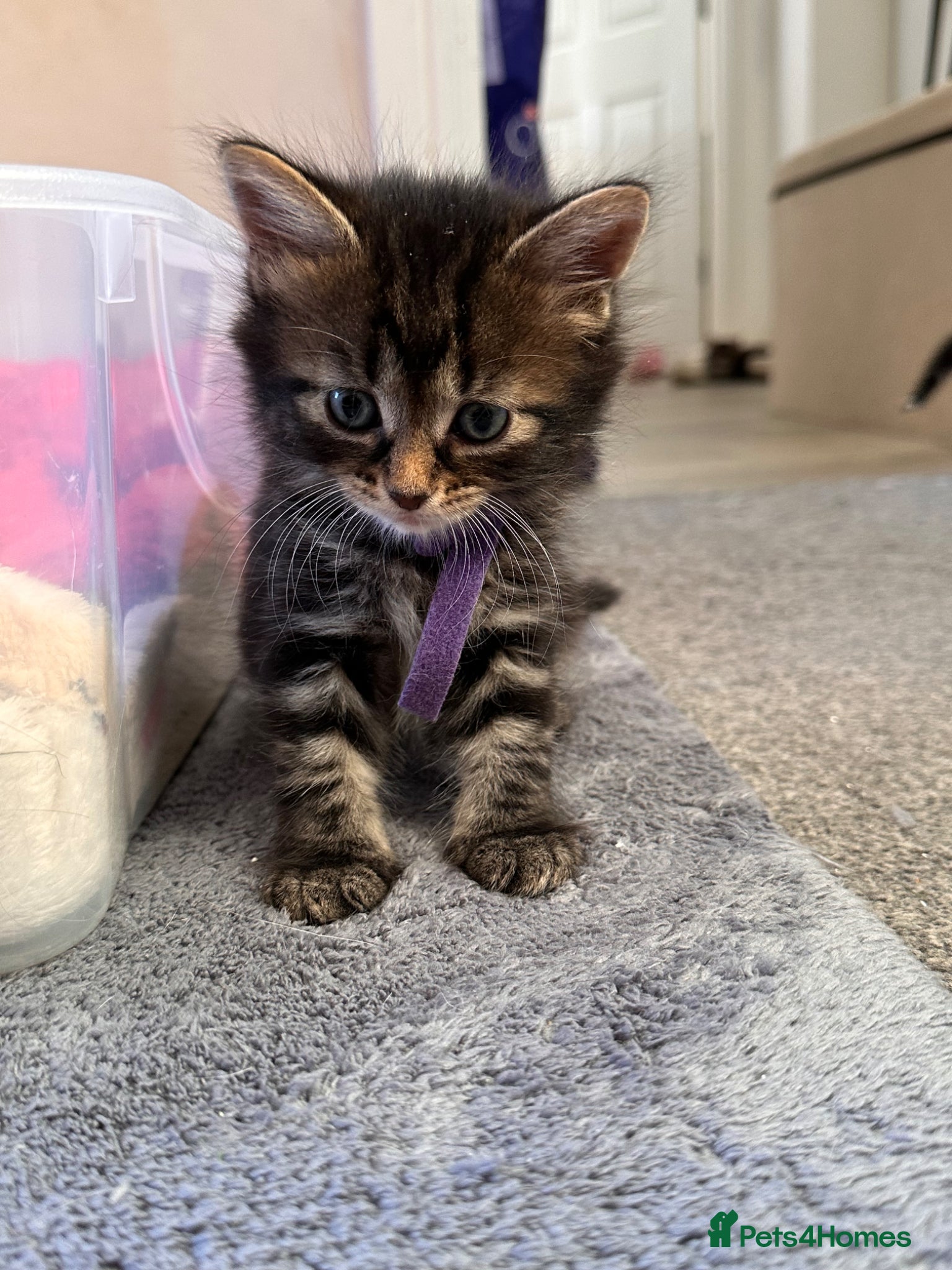 Mixed Breed cats Ready next week! 7 kittens looking forever homes - Advert 6