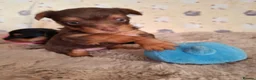 Yorkshire Terrier dogs for sale: Charming Yorkshire Terrier Puppies - Advert 27