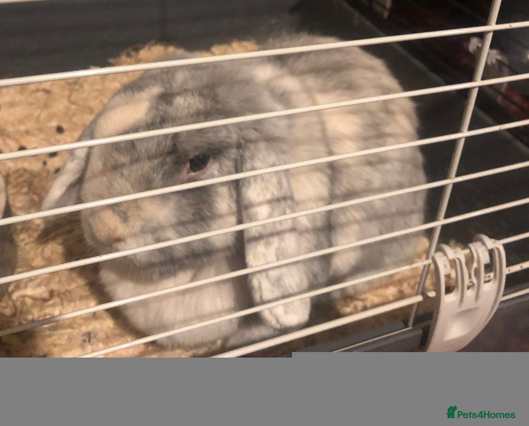 Mixed Breed rabbits for sale: Female Rabbit  - Advert 1