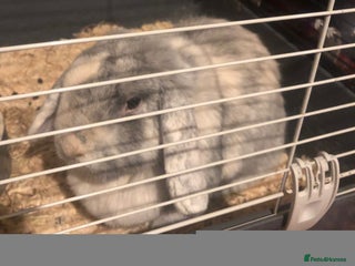 Mixed Breed rabbits Female Rabbit - Advert 1