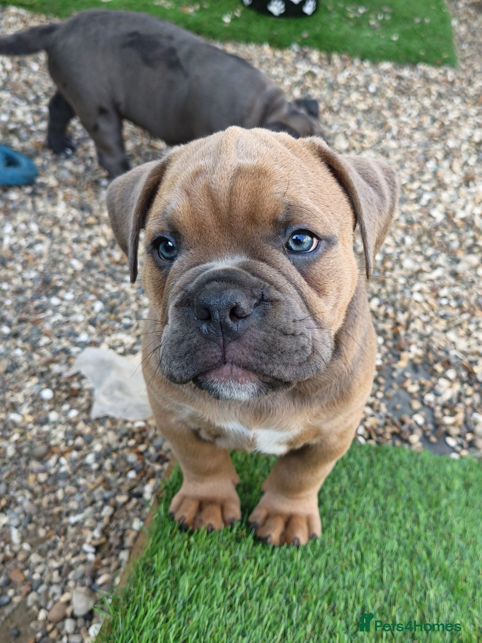 Mixed Breed dogs English bulldog x standard American bully  - Advert 1