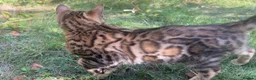 Bengal cats for sale: TICA Registered Bengal Kitten - Stunning Rosettes - Advert 21