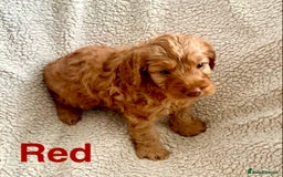 Cockapoo dogs for sale: 😍 STUNNING F1 cockapoos 😍 2 BOYS LEFT - Image 11