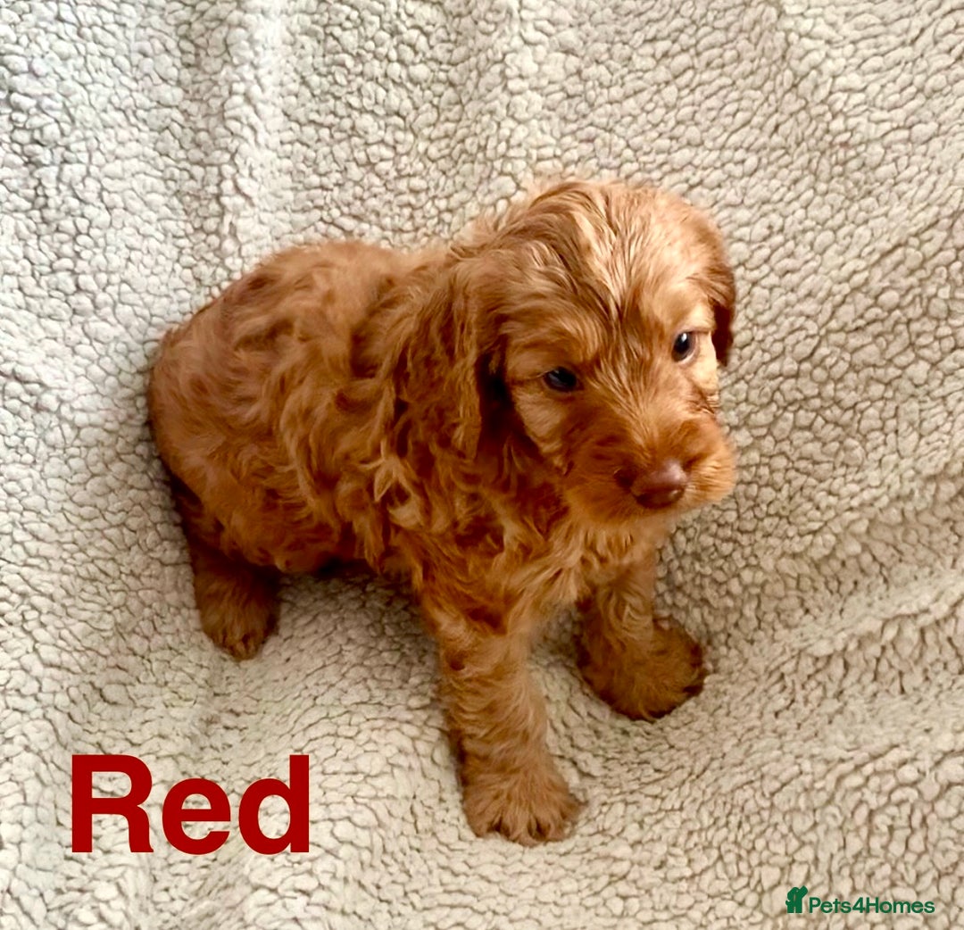Cockapoo dogs for sale: 😍 STUNNING F1 cockapoos 😍 2 BOYS LEFT - Image 11
