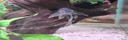Plecos fish for sale: Common and albino bristlenose plecos - Advert 12
