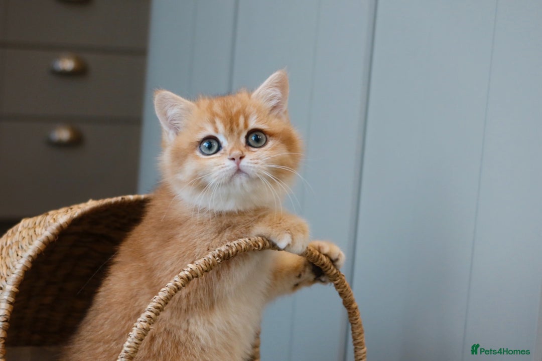 British Shorthair cats for sale: Stunning Registered British Shorthair Girl - Advert 2