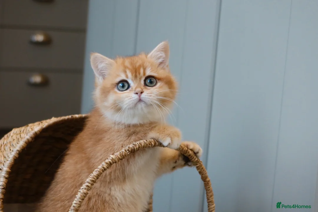 British Shorthair cats for sale: NOW RESERVED  - Advert 3